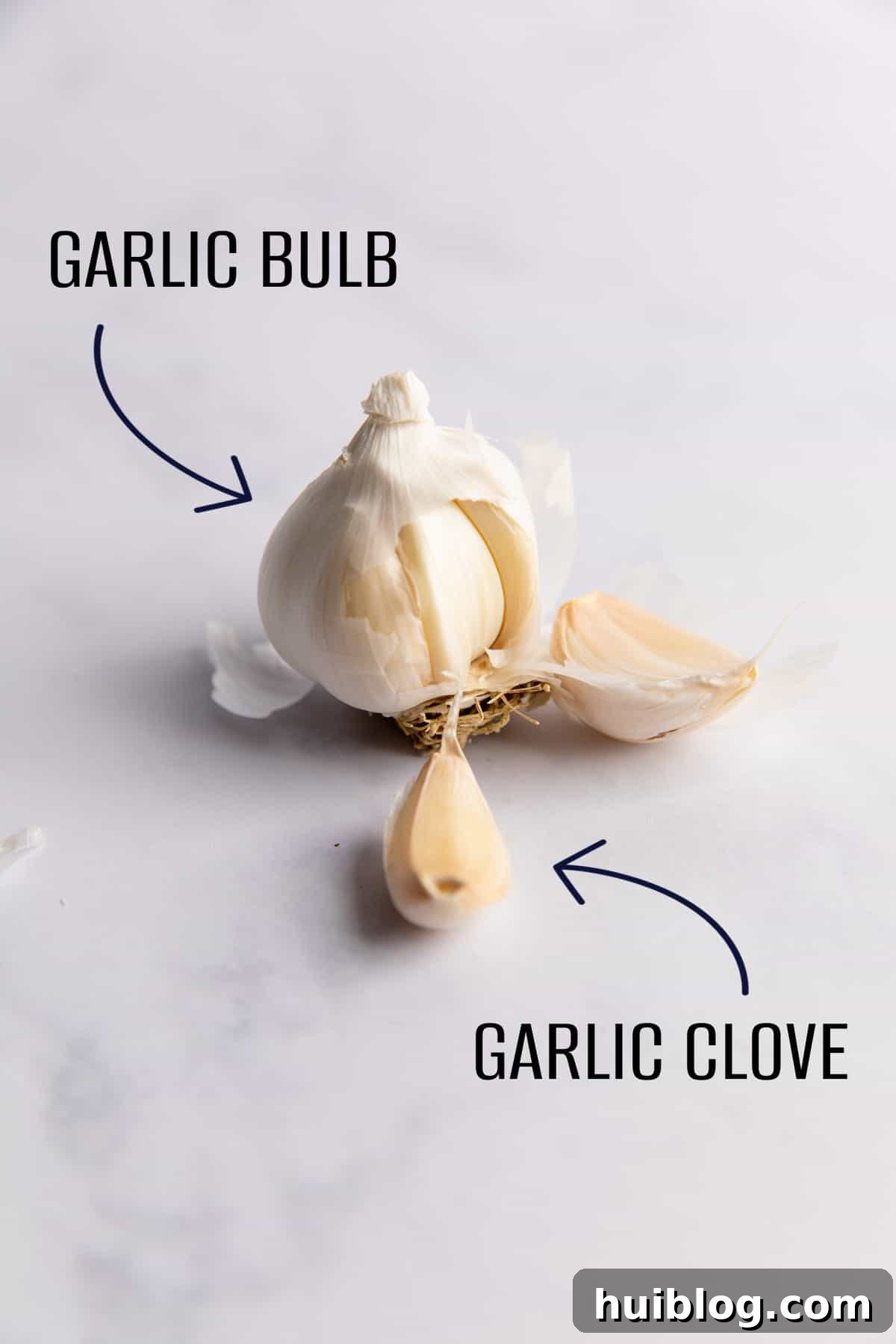 One clove of garlic compared to a bulb of garlic.